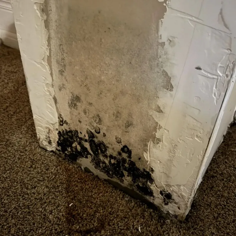 Professional Mold Removal in Albany, NY